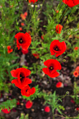 Red poppy flowers in the field