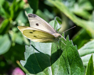 motyl © Henryk Olszewski