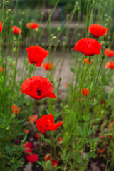 Plakat Red poppy flowers in the field