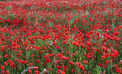 Klatschmohn mit großer Ausbreitung
