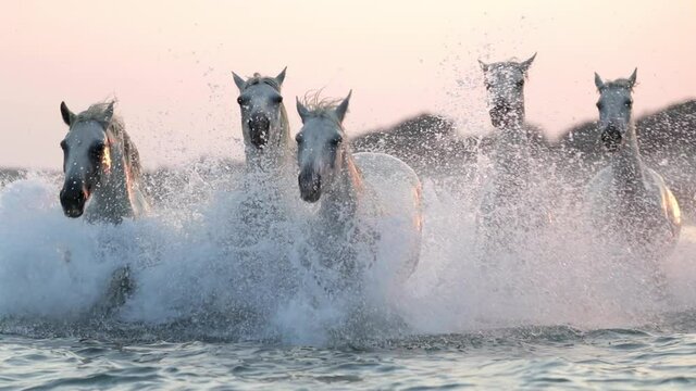 Slow motion shot of white horses splashing water while running in sea against sky during sunset - Camargue, France