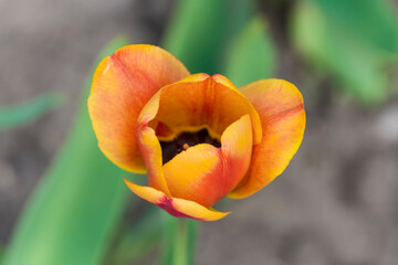 Image of a flowering flower Tulip with yellow and red petals
