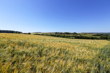 Summer landscape with fields of ears of wheat