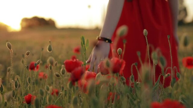 Unrecognizable woman touch poppy flowers in a field, slow motion