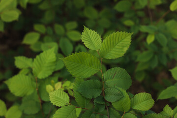 Background from green leaves. Nature. Place for text.