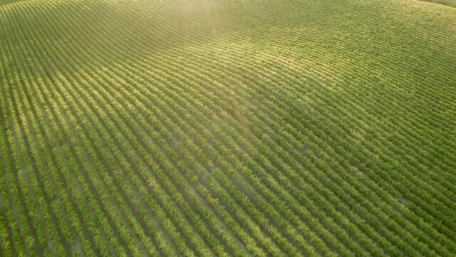 Aerial shot of green vineyard on sunny day, drone flying backward over agricultural field - Paso Robles, California