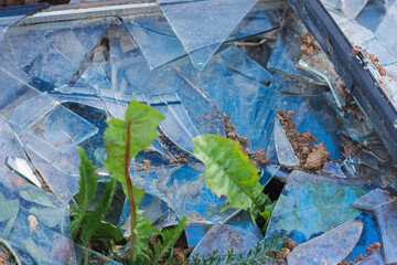 A shattered window on the ground, through which plants make their way. Shards.