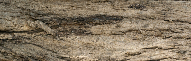Bark Texture of a tree panoramic image, tree bark texture