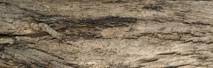 Bark Texture of a tree panoramic image, tree bark texture