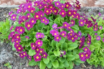 pink flowers in garden