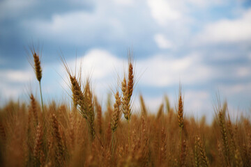 Obraz premium Campo di grano in una giornata di inizio estate; primo piano delle spighe mature e dorate