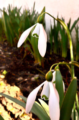 Obraz premium Little White Snowdrops as first Sign of Spring in Transylvania.
