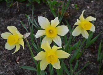 yellow daffodils in the garden