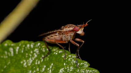 Sciomyzidae (Limnia sp) mouche tueuse d'escargot