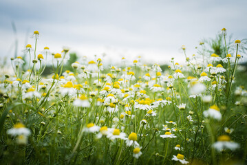 Meadow full of camomile