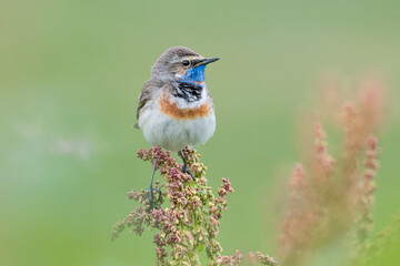 Bluethroat male perched on flower (Luscinia svecica)