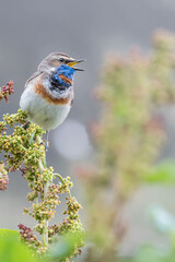 Bluethroat male perched on flower in spring season (Luscinia svecica)