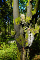 Wanderweg zwischen Felsen im Fichtelgebirge