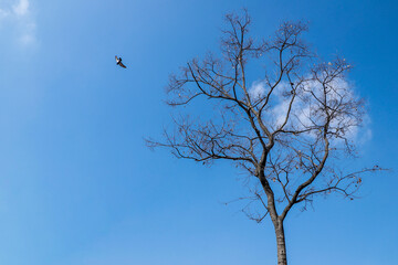 birds in the sky