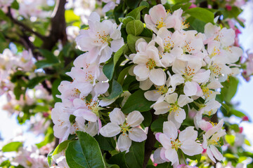Branch of a beautiful blooming Apple tree on a clear Sunny day, floral background
