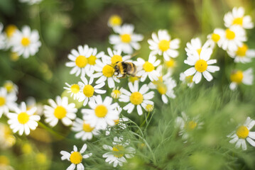 Meadow full of camomile with honeybee