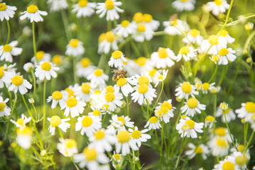 Meadow full of camomile with honeybee
