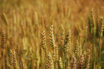 Fototapeta premium Campo di grano in una giornata di inizio estate; primo piano delle spighe mature e dorate