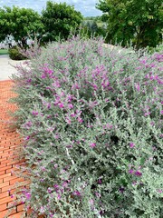 flowers in the garden
