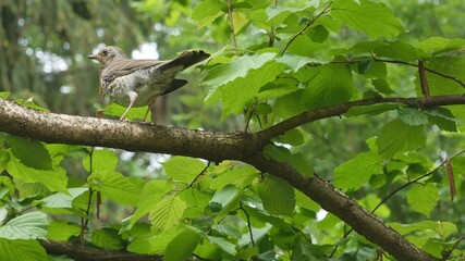 Thrush sitting on a branch in the forest.