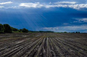 Dark storm clouds hung over the field at the end of may