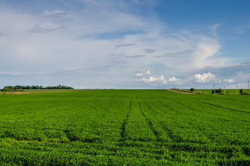 Fototapeta na wymiar Bright sunny summer day large clouds over green field of young wheat