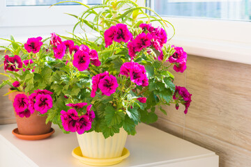 Floral home garden with pink geranium flowers in pot