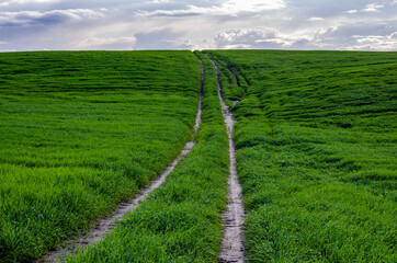 Fototapeta na wymiar Road through a field of young wheat. Along this road the farmer makes a detour of their fields