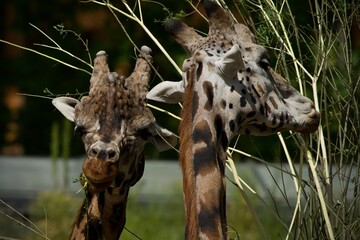 giraffe in zoo