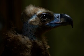 close up of a vulture