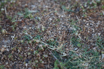 Nature grass and filed point