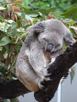 Koala sleeping