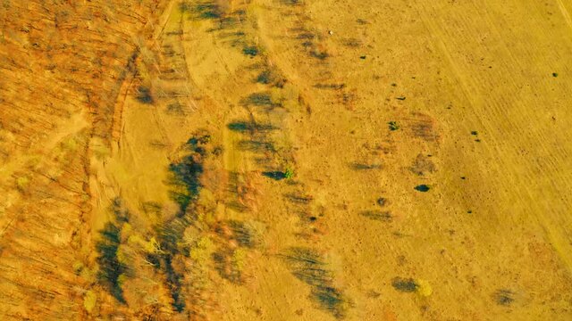 drone flies above leafless forest nature background in spring season