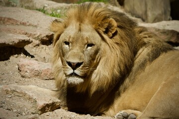 close up of lion