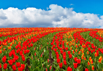 Beautiful Dutch rural landscape with a field of blooming red and yellow tulips against a blue sky on a spring day. Traditional Floriculture in the Netherlands. Collage