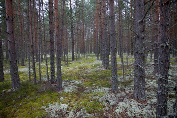 Wild pine forest with white and green moss