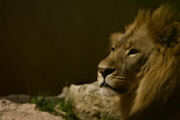 portrait of a lion