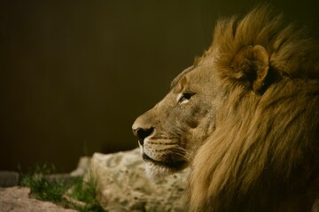 portrait of a male lion