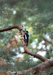 Woodpecker