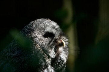 Bird an owl sits on an old wooden cage