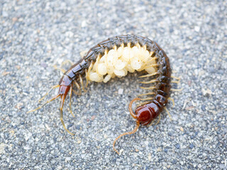 卵を抱卵するムカデ