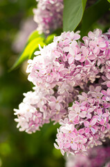 close up of pink hydrangea flowers