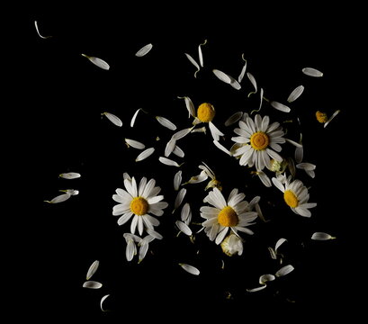 Chamomile flowers and petals pile isolated on black background, top view