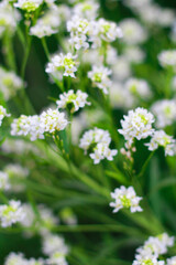white wildflowers close-up

