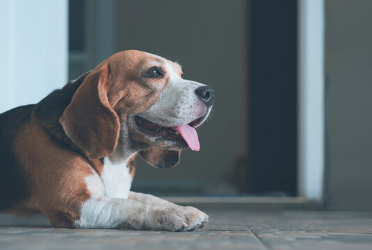 Close up and side view of adorable Beagle dog looking forward and lying on tile floor in front of doorway at home, pet portrait concept